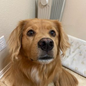 Meet your Posher, robin